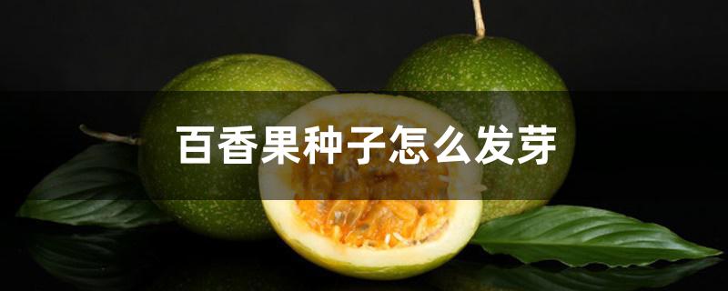 百香果种子怎么发芽 百香果种子怎么发芽