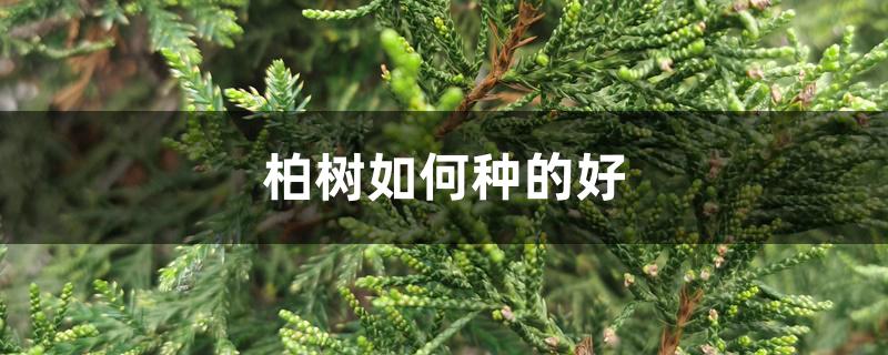 柏树如何种的好 柏树如何种的好