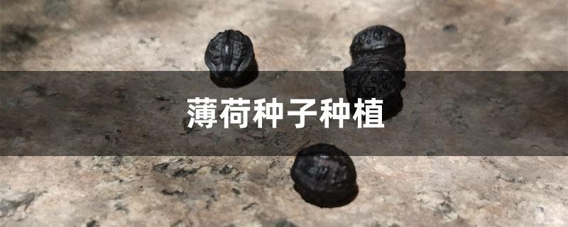薄荷种子种植 薄荷种子种植