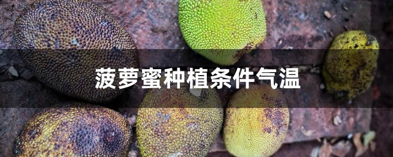 菠萝蜜种植条件气温 菠萝蜜种植条件气温