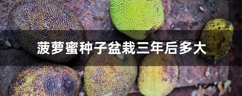 菠萝蜜种子盆栽三年后多大 菠萝蜜种子盆栽三年后多大
