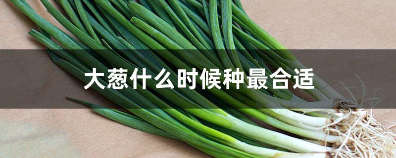 大葱什么时候种最合适 大葱什么时候种最合适