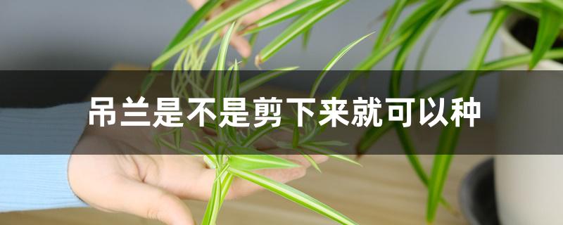 吊兰是不是剪下来就可以种 吊兰是不是剪下来就可以种