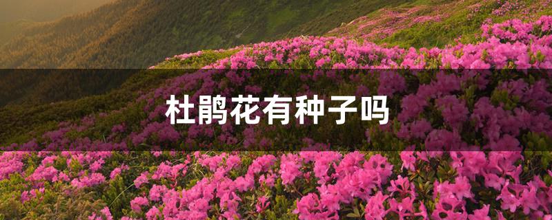 杜鹃花有种子吗 杜鹃花有种子吗