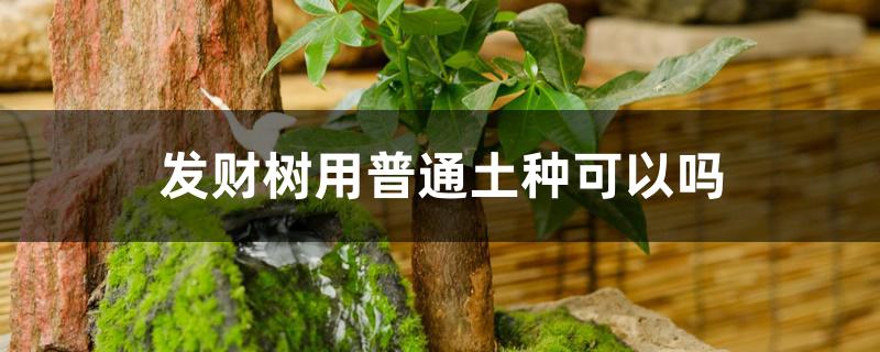 发财树用普通土种可以吗 发财树用普通土种可以吗