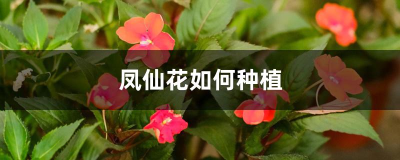 凤仙花如何种植 凤仙花如何种植