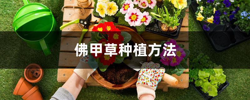 佛甲草种植方法 佛甲草种植方法
