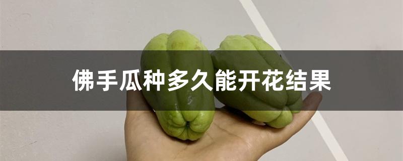 佛手瓜种多久能开花结果 佛手瓜种多久能开花结果