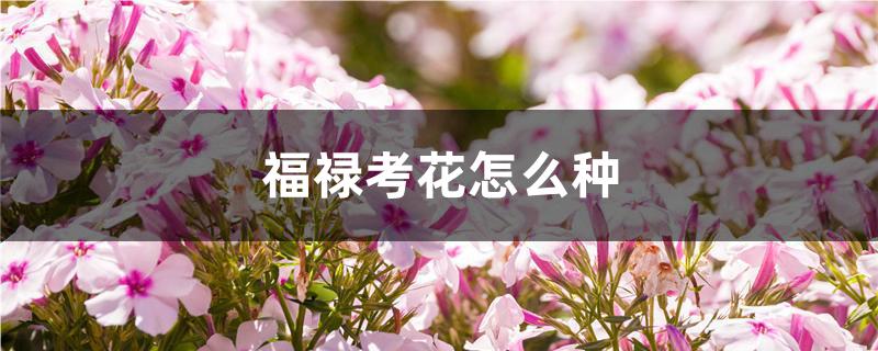 福禄考花怎么种 福禄考花怎么种