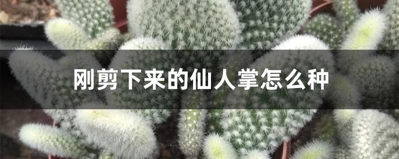 刚剪下来的仙人掌怎么种 刚剪下来的仙人掌怎么种