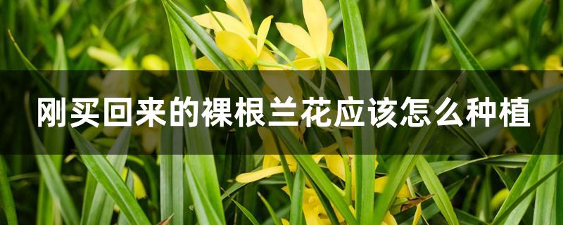 刚买回来的裸根兰花应该怎么种植