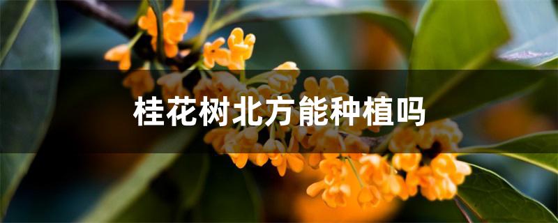 桂花树北方能种植吗 桂花树北方能种植吗