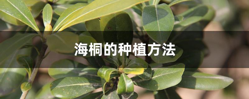 海桐的种植方法 海桐的种植方法
