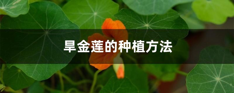 旱金莲的种植方法 旱金莲的种植方法