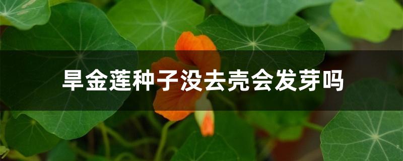 旱金莲种子没去壳会发芽吗 旱金莲种子没去壳会发芽吗