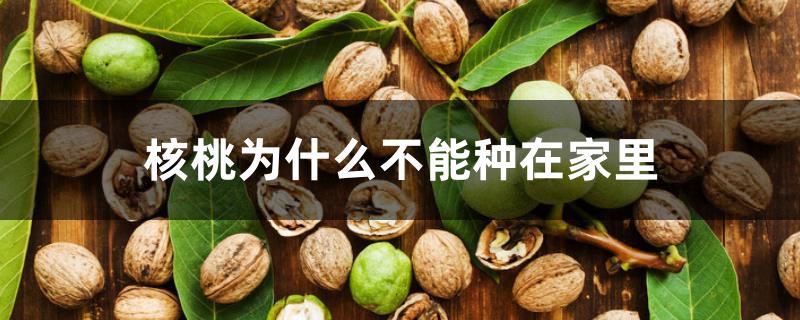 核桃为什么不能种在家里 核桃为什么不能种在家里