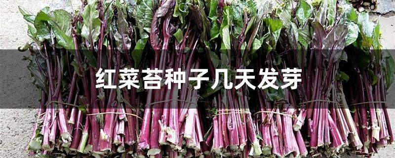 红菜苔种子几天发芽