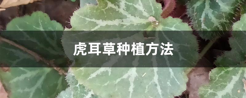 虎耳草种植方法 虎耳草种植方法