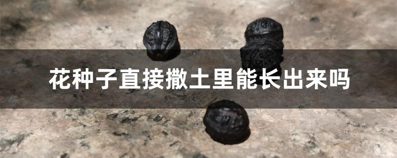 花种子直接撒土里能长出来吗 花种子直接撒土里能长出来吗