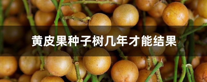 黄皮果种子树几年才能结果 黄皮果种子树几年才能结果