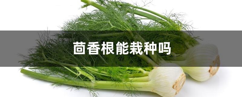 茴香根能栽种吗 茴香根能栽种吗