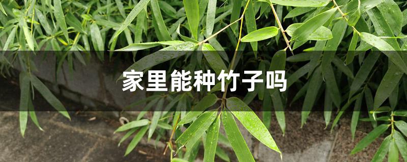 家里能种竹子吗 家里能种竹子吗