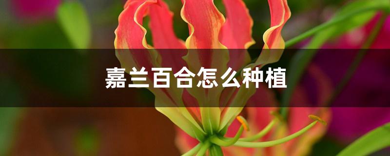 嘉兰百合怎么种植 嘉兰百合怎么种植