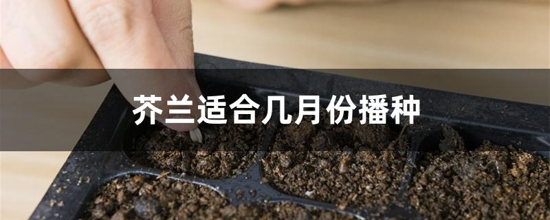 芥兰适合几月份播种 芥兰适合几月份播种