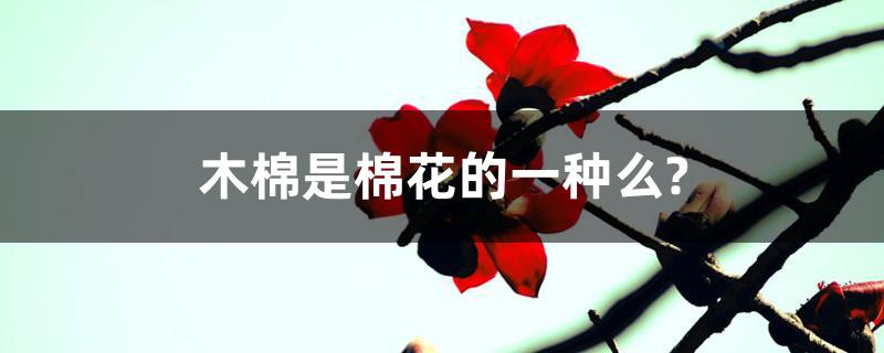 木棉是棉花的一种么? 木棉是棉花的一种么?