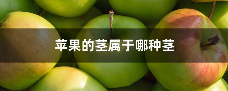 苹果的茎属于哪种茎 苹果的茎属于哪种茎