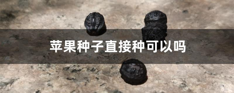 苹果种子直接种可以吗 苹果种子直接种可以吗