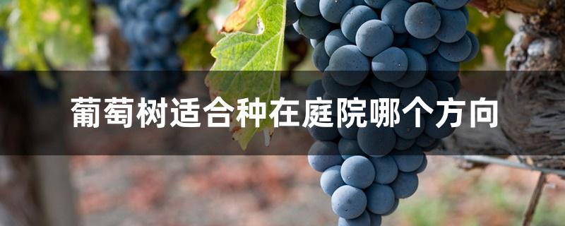 葡萄树适合种在庭院哪个方向 葡萄树适合种在庭院哪个方向