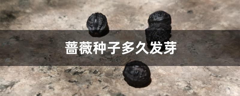蔷薇种子多久发芽 蔷薇种子多久发芽