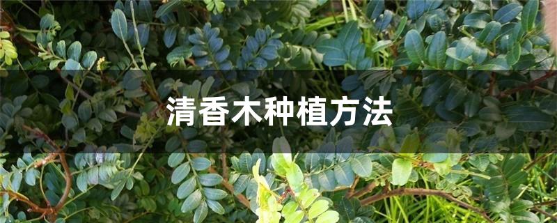 清香木种植方法 清香木种植方法