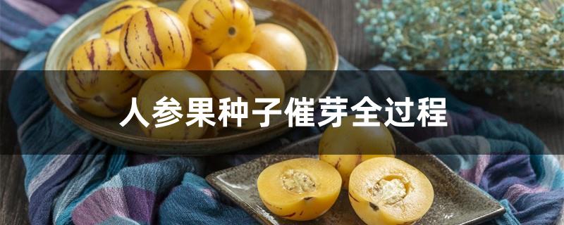 人参果种子催芽全过程 人参果种子催芽全过程