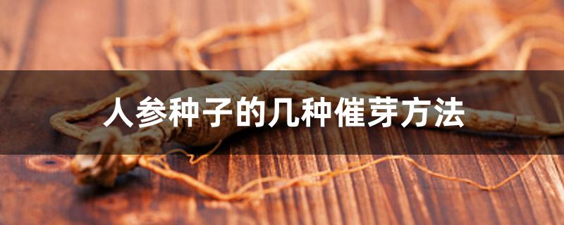 人参种子的几种催芽方法 人参种子的几种催芽方法