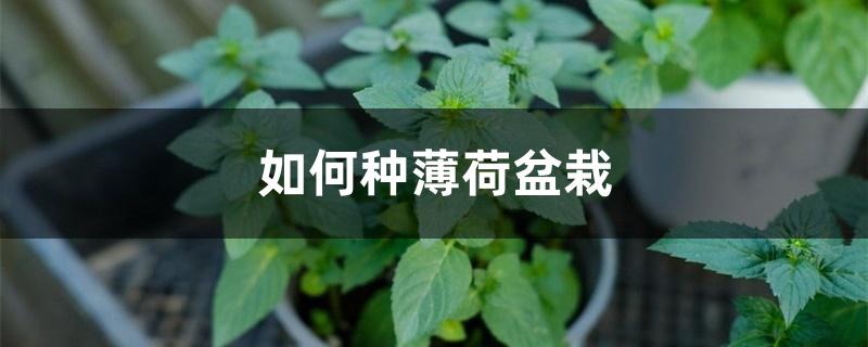 如何种薄荷盆栽 如何种薄荷盆栽