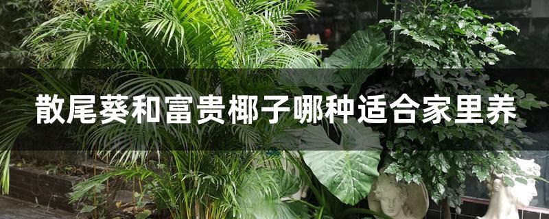 散尾葵和富贵椰子哪种适合家里养 散尾葵和富贵椰子哪种适合家里养