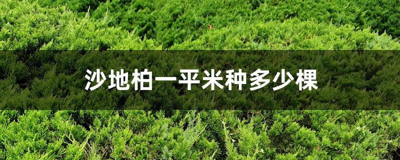 沙地柏一平米种多少棵 沙地柏一平米种多少棵