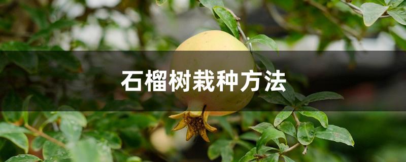 石榴树栽种方法 石榴树栽种方法