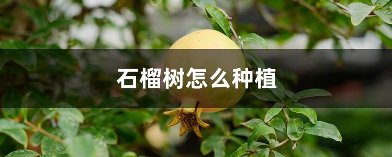 石榴树怎么种植 石榴树怎么种植