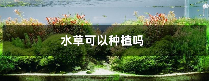 水草可以种植吗 水草可以种植吗