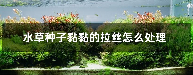 水草种子黏黏的拉丝怎么处理