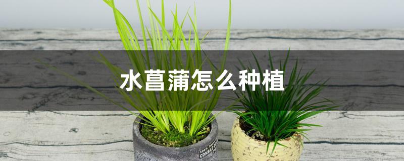 水菖蒲怎么种植 水菖蒲怎么种植