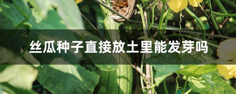 丝瓜种子直接放土里能发芽吗