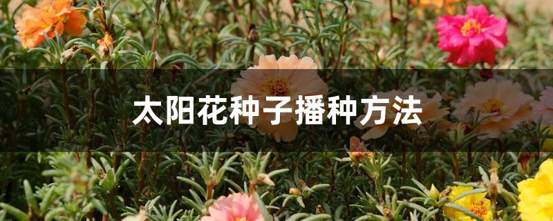 太阳花种子播种方法 太阳花种子播种方法