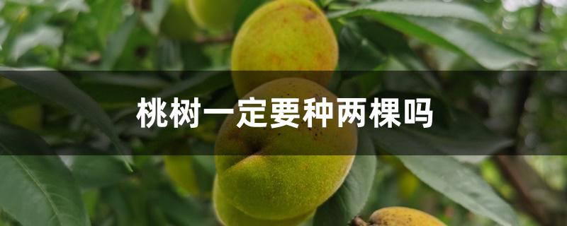 桃树一定要种两棵吗 桃树一定要种两棵吗