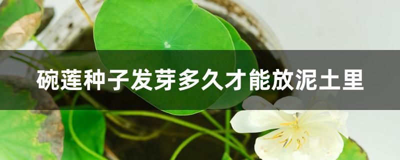 碗莲种子发芽多久才能放泥土里 碗莲种子发芽多久才能放泥土里