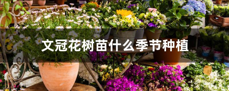 文冠花树苗什么季节种植 文冠花树苗什么季节种植