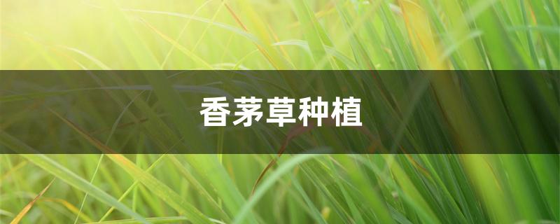 香茅草种植